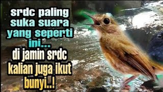 Download lagu sekali klik lansung bunyi.! terapi srdc gemricik air, pancingan srdc biar bunyi, sikatan rimba gacor mp3 Download lagu sekali klik lansung bunyi.! terapi srdc gemricik air, pancingan srdc biar bunyi, sikatan rimba gacor mp3