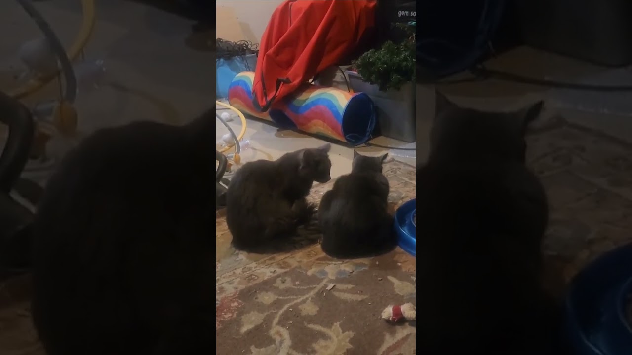 Enlarge Ash (Asher), a Adoptable Domestic Short Hair in North Haledon, NJ video 3/6