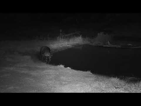 Djuma: Lone Buffalo at pan - 17:57-  07/22/19