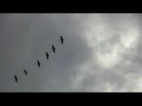 pourquoi la migration des grues