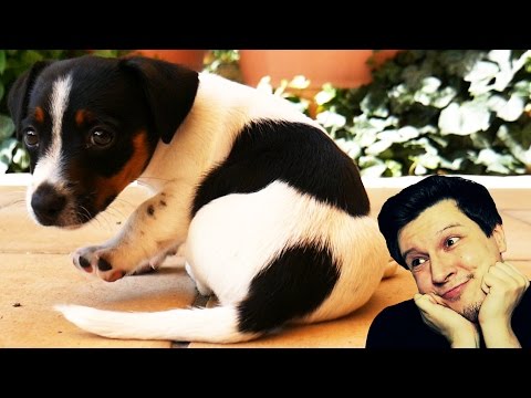 Was ist das für 1 Hundebaby? - F-Log