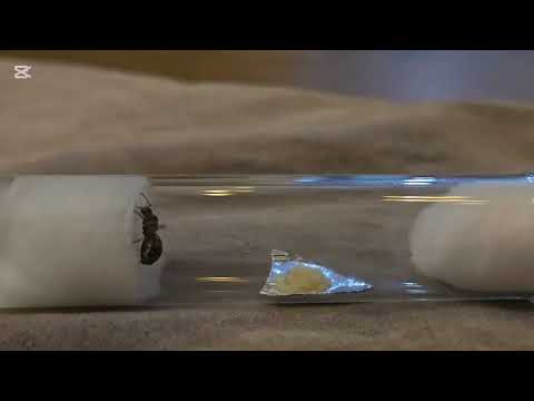 queen ant ignores delicious food for 1 minutes 20 seconds