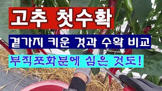 [텃밭농부 2,014]  실험재배 한 고추 첫수확. 곁가지를 키운것과 화분재배 비교. #고추재배