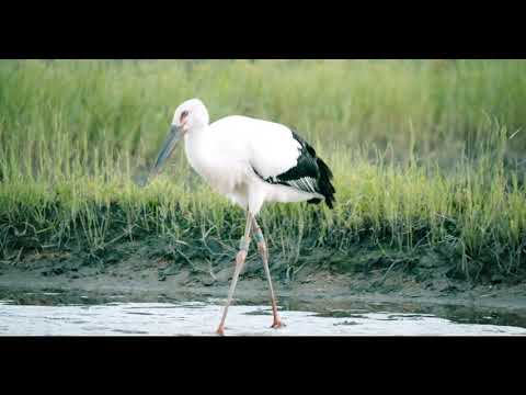 Living together alongside the Oriental White Storks