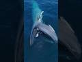 Giant Blue Whale Swallows Millions Of Krill Whale Ocean Nature
