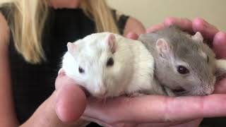 Talking Gerbils