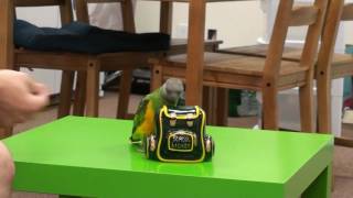 Kili Senegal Parrot - Piggy Bank Trick