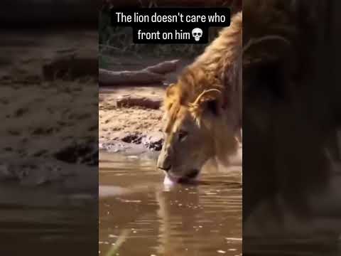 Lion king🦁 vs crocodile🐊 #lion #lionking #vs #crocodile #foryou