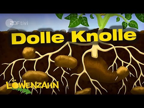 Woher kommen Kartoffeln? - Löwenzahn  | ZDFtivi