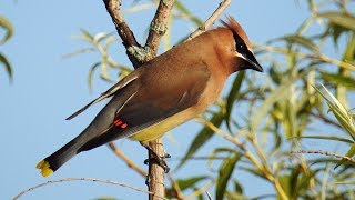 Cedar Waxwing - song, call, sound