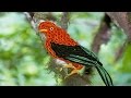 Paper Quilling : How to make a Quilling Andean Cock of the rock Bird Rupicola