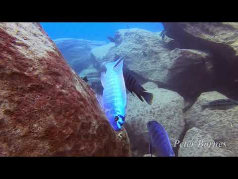 Labeotropheus trewavasae a Chinyamwezi Island