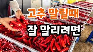 고추 건조기로 태양초 처럼 색깔 예쁘게 말리려면 세척도 중요하다