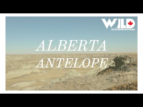 Prairie Pursuit - Alberta Antelope