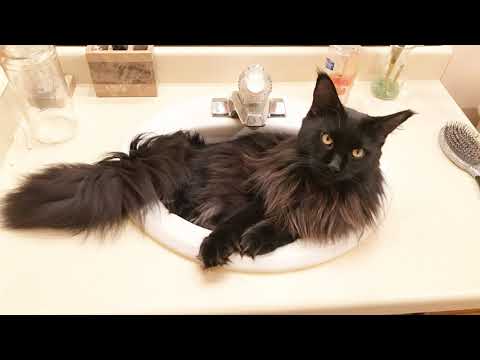 How to Tell If You Have a Maine Coon! Part 1