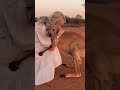 Supernatural Attachment Amazing Love Between Animals And Humans