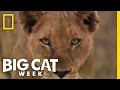 Teaser Trailer Big Cat Week