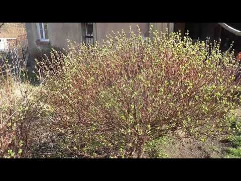 BORŮVKY | 3 druhy, které můžete pěstovat na své zahradě | MUCHOVNÍK | ZIMOLEZ | KANADSKÁ BORŮVKA