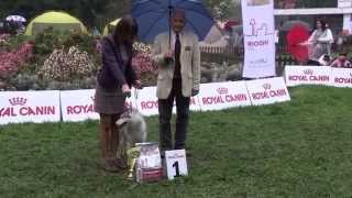 preview picture of video 'NOVOHRAD DOG SHOW Lučenec 13.09.2014'