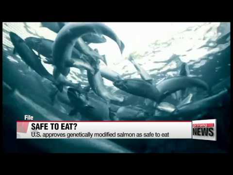 美國準許轉基因三文魚可安全食用 미 FDA， 유전자변형 연어 용식 승인 (U.S. approves genetically modified salmon as safe to eat 미 FDA， 유전자변형 연어 식용 승인)