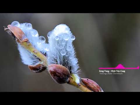 Song Vang - Hlub Tsis Cuag