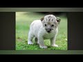 Alphabet Animals Wmv