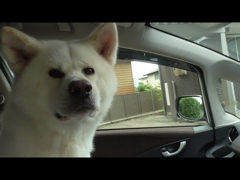 【秋田犬ゆうき】今年の皮膚炎も結局また病院のお世話になりました【akita dog】