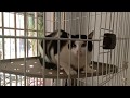 Konsep Visit Ke Rumah Customer Kucing Raksasa Menghabiskan 7 Karung Pasir, Video cat pasir untuk spandek paling seru!