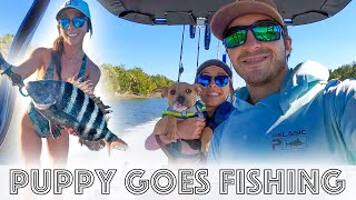 PUPPY Fishing | How our dog learned to love fishing | Mangrove Snapper
