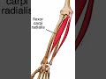 Anatomy Flexor Carpi Radialis Shorts
