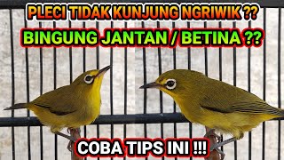 Download lagu How to Make Pleci Ngriwik Material So You Know the Male & Female!! mp3 Download lagu How to Make Pleci Ngriwik Material So You Know the Male & Female!! mp3