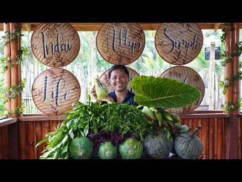 Pangunguha ng 'Corn Mushroom' at Pag Haharvest ng Aming Pananim