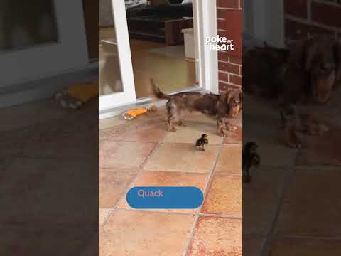 Scared Dog Gets Chased Into House By Little Duckling