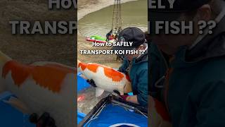 Download lagu How to SAFELY transport a BIG Koi Fish ??? #koi #koifish #koifarm mp3 Download lagu How to SAFELY transport a BIG Koi Fish ??? #koi #koifish #koifarm mp3