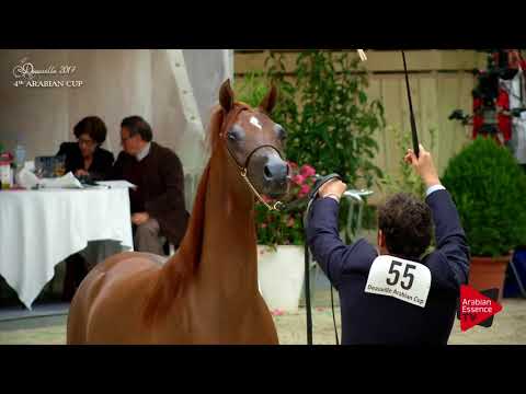 N.55 AASER ATHBAH - Deauville 2017 - Yearling Colts (Class 6A)