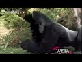 WETA TV Kids Station ID Chimpanzee 2000