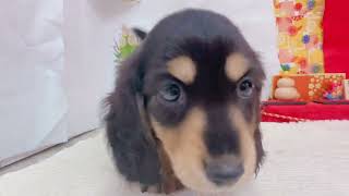 ミニチュアダックスの動画01