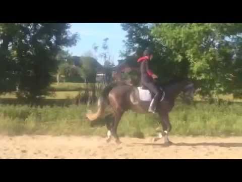 Clarimo x Cardino, geb. 2011