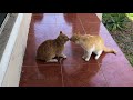 Cat Fight Over Territory