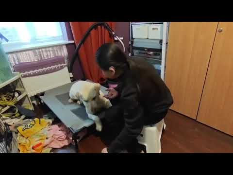 Leave it training from he Habeeba and Theo 