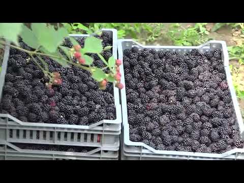 Rujišnik - poznat po proizvodnji kupina