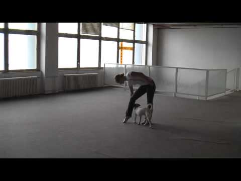 Dog Dancing Scotty - divize B