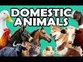 DOMESTIC ANIMALS Learn Domestic Animals Sounds And Names For Children Kids And Toddlers