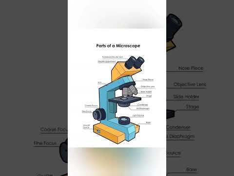 Microscope Diagram Labeling Worksheet For Kids
