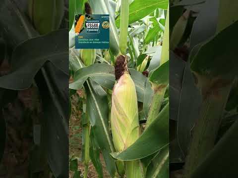 forseed 566 tolerância a estresse hídrico na região de Fátima bahia