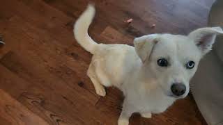 Video preview image #1 Chiweenie Puppy For Sale in MARIETTA, GA, USA