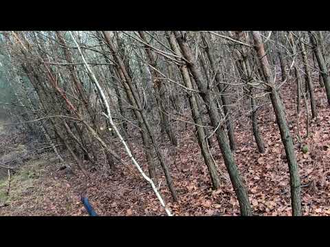 #1 - Drückjagd - Frankreich - Elsass - 15.11.2019 - Schwarzwild - Hunting Crew