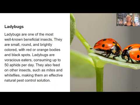 From Ladybugs to Lacewings: How to Attract Beneficial Insects to Your Garden for Pest Control