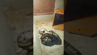 Serpiente comiendo un ratón