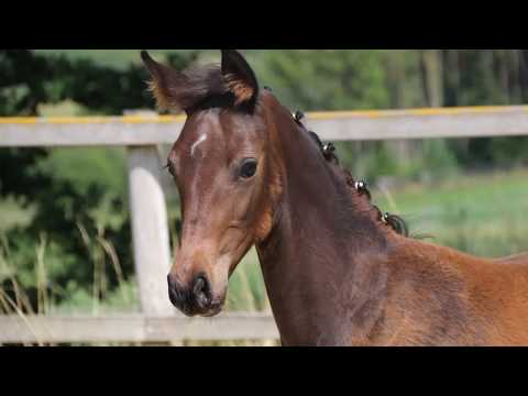 Formera von Worrenberg, Holst, Stamm 5421, For Romance x Ampere, 24.4.2018